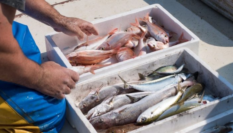 Puestos de pescado local fresco en La Costa: calidad y 40% de reintegros durante las vacaciones de invierno