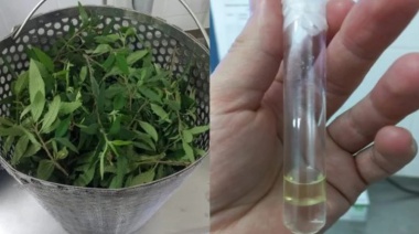 Científicos argentinos desarrollan repelentes a partir de plantas misioneras