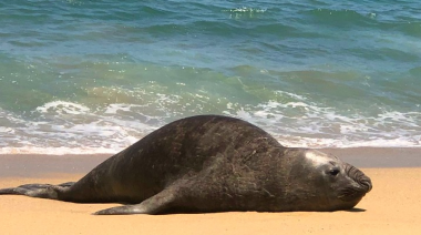 Las medidas preventivas ante la aparición de lobos marinos enfermos o muertos desde Tierra del Fuego hasta Mar del Plata