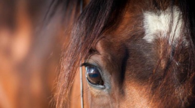 Encefalomielitis equina: Qué es, cómo se transmite y cuál es el riesgo en humanos