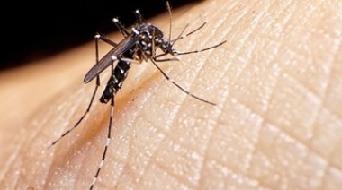 SIN MOSQUITOS NO HAY DENGUE