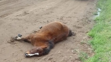 General Lavalle: una mujer denunció que un vecino mató de un disparo al caballo de su hijo frente al chico