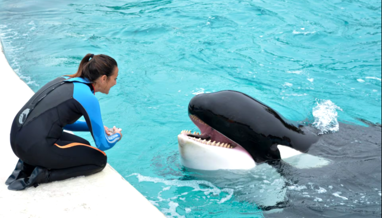 Murió Kshamenk, la histórica orca de Mundo Marino que vivía en cautiverio hace 33 años