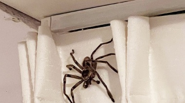 Fue de vacaciones a Pinamar y se encontró con una araña gigante en el departamento