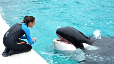 Murió Kshamenk, la histórica orca de Mundo Marino que vivía en cautiverio hace 33 años
