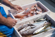 Puestos de pescado local fresco en La Costa: calidad y 40% de reintegros durante las vacaciones de invierno
