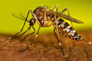 Capacitación sobre enfermedades vectoriales y prevención del mosquito Aedes Aegypti